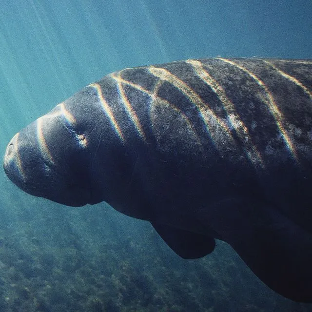 thumbnail for publication: Third Grade Manatee Curriculum—Lesson 1: Starting to Learn about Manatees